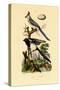 Magpie Jay, 1833-39-null-Stretched Canvas