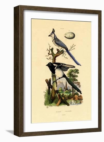 Magpie Jay, 1833-39-null-Framed Giclee Print