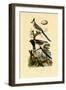 Magpie Jay, 1833-39-null-Framed Giclee Print