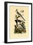 Magpie Jay, 1833-39-null-Framed Giclee Print