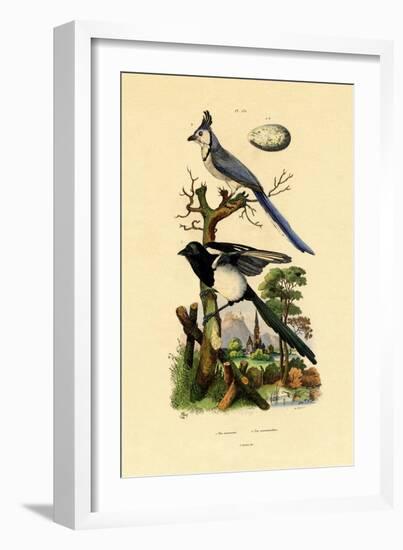 Magpie Jay, 1833-39-null-Framed Giclee Print