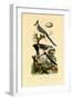 Magpie Jay, 1833-39-null-Framed Giclee Print