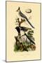 Magpie Jay, 1833-39-null-Mounted Giclee Print