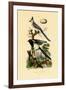 Magpie Jay, 1833-39-null-Framed Giclee Print