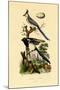 Magpie Jay, 1833-39-null-Mounted Giclee Print