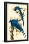 Magpie-Jay-null-Framed Poster