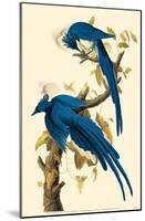 Magpie-Jay-null-Mounted Poster