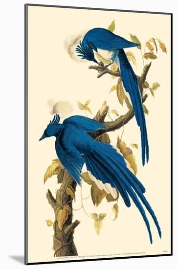 Magpie-Jay-null-Mounted Poster