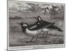 Magpie-Larks of Australia-null-Mounted Giclee Print