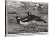 Magpie-Larks of Australia-null-Stretched Canvas