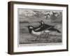 Magpie-Larks of Australia-null-Framed Giclee Print