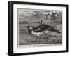 Magpie-Larks of Australia-null-Framed Giclee Print