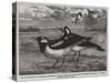 Magpie-Larks of Australia-null-Stretched Canvas