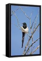 Magpie, Mormon Row, Grand Teton National Park, Wyoming, USA-Michel Hersen-Framed Stretched Canvas