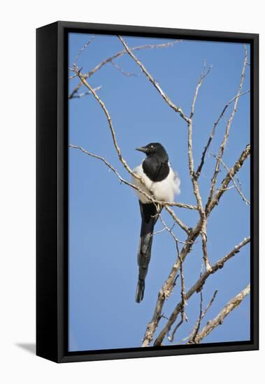 Magpie, Mormon Row, Grand Teton National Park, Wyoming, USA-Michel Hersen-Framed Stretched Canvas