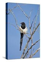 Magpie, Mormon Row, Grand Teton National Park, Wyoming, USA-Michel Hersen-Stretched Canvas