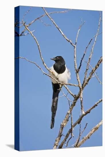 Magpie, Mormon Row, Grand Teton National Park, Wyoming, USA-Michel Hersen-Stretched Canvas