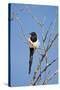 Magpie, Mormon Row, Grand Teton National Park, Wyoming, USA-Michel Hersen-Stretched Canvas