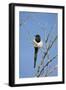 Magpie, Mormon Row, Grand Teton National Park, Wyoming, USA-Michel Hersen-Framed Photographic Print