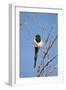 Magpie, Mormon Row, Grand Teton National Park, Wyoming, USA-Michel Hersen-Framed Photographic Print