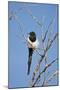 Magpie, Mormon Row, Grand Teton National Park, Wyoming, USA-Michel Hersen-Mounted Photographic Print