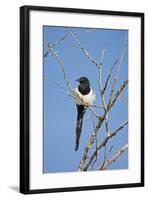 Magpie, Mormon Row, Grand Teton National Park, Wyoming, USA-Michel Hersen-Framed Photographic Print