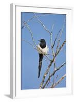 Magpie, Mormon Row, Grand Teton National Park, Wyoming, USA-Michel Hersen-Framed Photographic Print