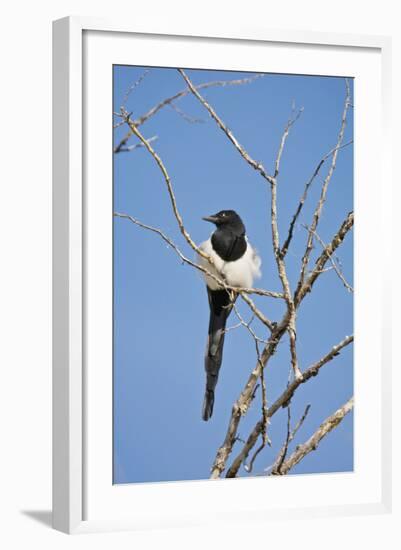 Magpie, Mormon Row, Grand Teton National Park, Wyoming, USA-Michel Hersen-Framed Photographic Print