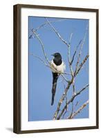 Magpie, Mormon Row, Grand Teton National Park, Wyoming, USA-Michel Hersen-Framed Photographic Print