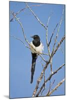 Magpie, Mormon Row, Grand Teton National Park, Wyoming, USA-Michel Hersen-Mounted Photographic Print