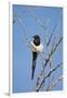 Magpie, Mormon Row, Grand Teton National Park, Wyoming, USA-Michel Hersen-Framed Photographic Print