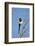 Magpie, Mormon Row, Grand Teton National Park, Wyoming, USA-Michel Hersen-Framed Photographic Print