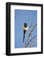 Magpie, Mormon Row, Grand Teton National Park, Wyoming, USA-Michel Hersen-Framed Photographic Print