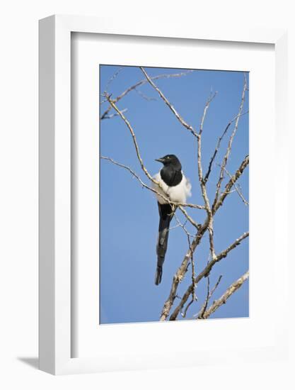 Magpie, Mormon Row, Grand Teton National Park, Wyoming, USA-Michel Hersen-Framed Photographic Print