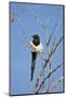 Magpie, Mormon Row, Grand Teton National Park, Wyoming, USA-Michel Hersen-Mounted Photographic Print