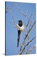 Magpie, Mormon Row, Grand Teton National Park, Wyoming, USA-Michel Hersen-Stretched Canvas