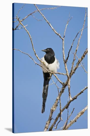 Magpie, Mormon Row, Grand Teton National Park, Wyoming, USA-Michel Hersen-Stretched Canvas