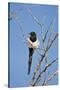 Magpie, Mormon Row, Grand Teton National Park, Wyoming, USA-Michel Hersen-Stretched Canvas