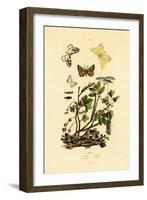 Magpie Moth, 1833-39-null-Framed Giclee Print