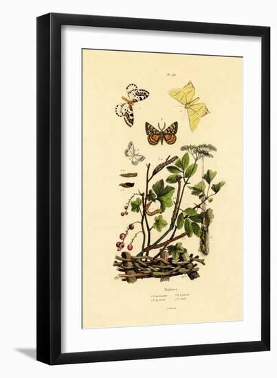 Magpie Moth, 1833-39-null-Framed Giclee Print