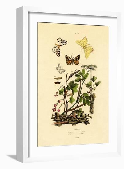 Magpie Moth, 1833-39-null-Framed Giclee Print