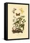 Magpie Moth, 1833-39-null-Framed Stretched Canvas