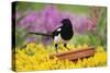 Magpie Perched on Plant Pot in Garden-null-Stretched Canvas