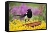 Magpie Perched on Plant Pot in Garden-null-Framed Stretched Canvas