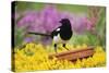 Magpie Perched on Plant Pot in Garden-null-Stretched Canvas