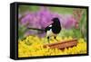 Magpie Perched on Plant-Pot in Garden-null-Framed Stretched Canvas