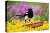 Magpie Perched on Plant-Pot in Garden-null-Stretched Canvas