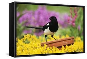 Magpie Perched on Plant-Pot in Garden-null-Framed Stretched Canvas