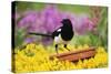 Magpie Perched on Plant-Pot in Garden-null-Stretched Canvas