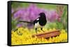 Magpie Perched on Plant-Pot in Garden-null-Framed Stretched Canvas